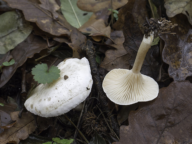 strmuľka hrabanková Clitocybe cf. phyllophila