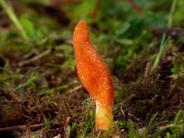 žezlovka hmyzová Cordyceps militaris (Fr.) Link