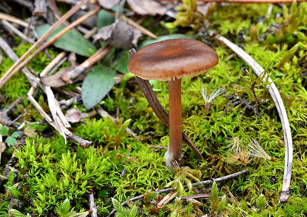 hodvábnica Entoloma sp.