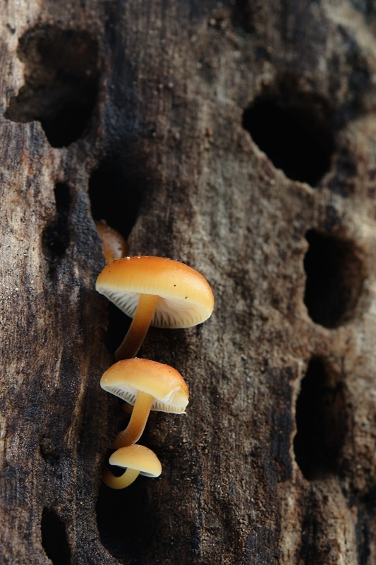 plamienka Flammulina sp.