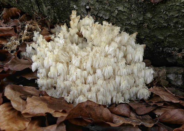 koralovec bukový Hericium coralloides (Scop.) Pers.