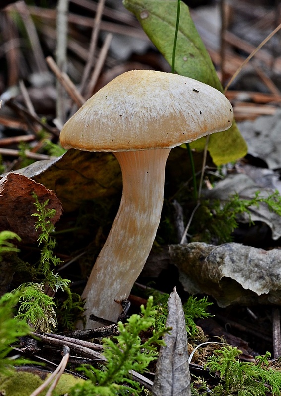 šťavnačka sliznatoprsteňová Hygrophorus gliocyclus Fr.