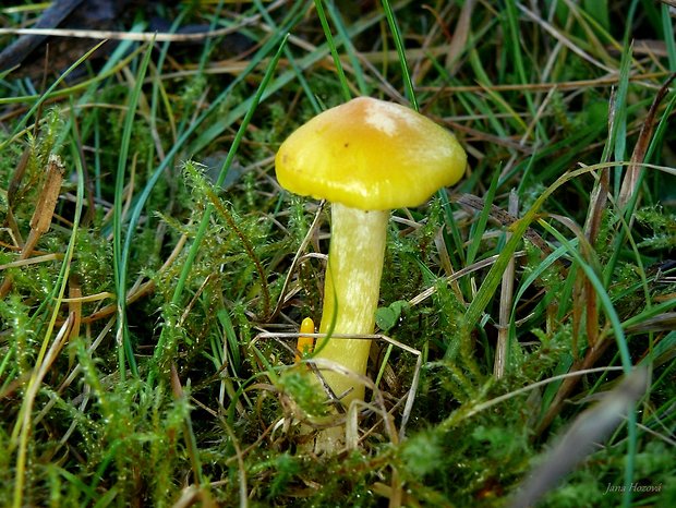 šťavnačka smrekovcová Hygrophorus lucorum Kalchbr.