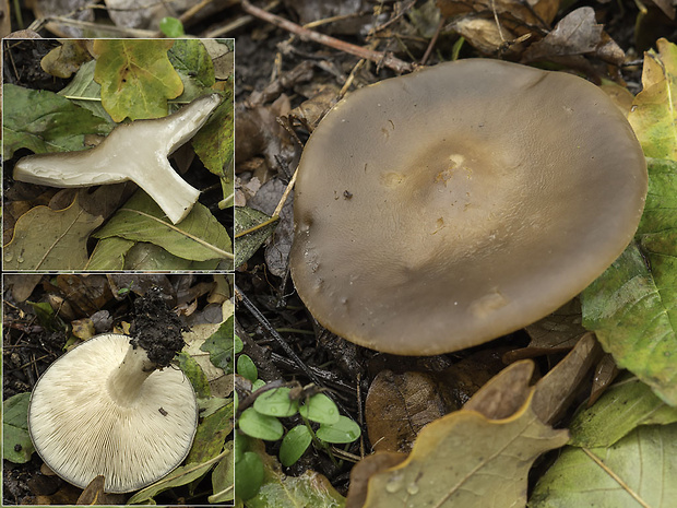 tmavuľka Melanoleuca sp.