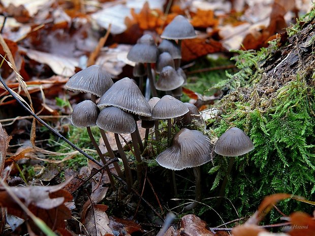 prilbička hnedosivá Mycena tintinnabulum (Paulet) Quél.