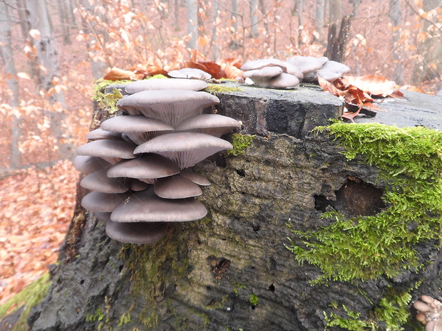 hliva ustricovitá Pleurotus ostreatus (Jacq.) P. Kumm.