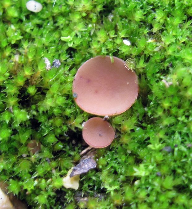 hľuznatka ďatelinová Sclerotinia cf. trifoliorum  Erikss.