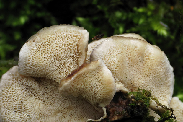 trúdnikovec Trametes sp.