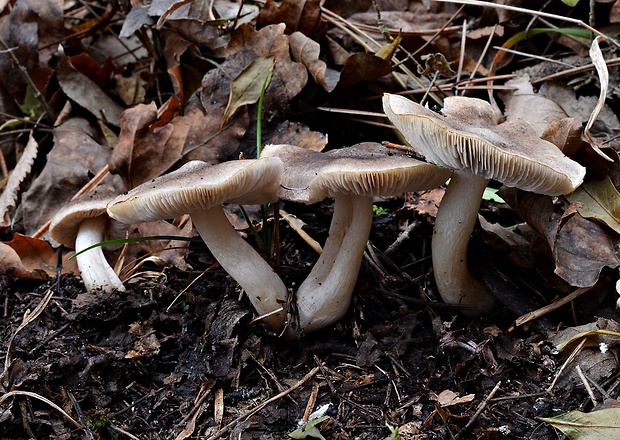 čírovka zemná Tricholoma terreum (Schaeff.) P. Kumm.