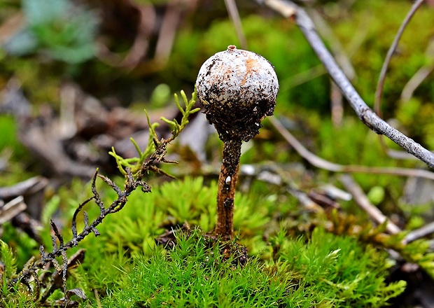 stopkovec zimný Tulostoma brumale Pers.