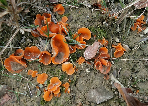 tanierovka oranžová Aleuria aurantia (Pers.) Fuckel