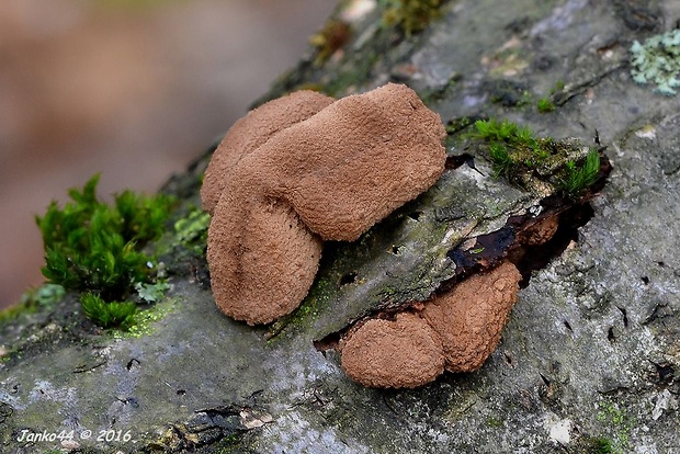 dutinovka otrubnatá Encoelia furfuracea (Roth) P. Karst.