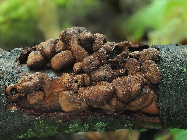 dutinovka otrubnatá Encoelia furfuracea (Roth) P. Karst.