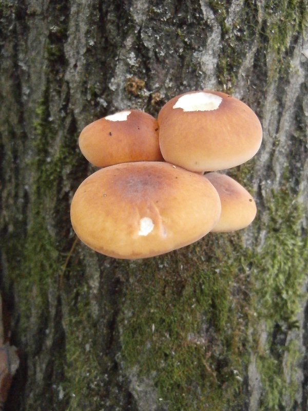 plamienka Flammulina sp.