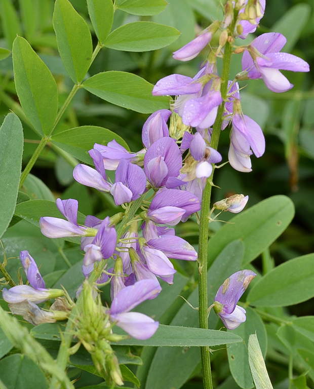 jastrabina lekárska Galega officinalis L.