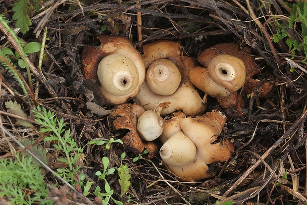 hviezdovka fľaškovitá Geastrum lageniforme Vittad.