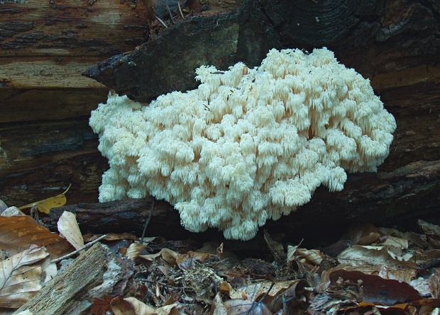 koralovec jedľový Hericium alpestre Pers.