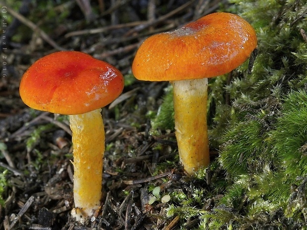 šťavnačka mrazová zlatá Hygrophorus hypothejus var. aureus (Arrh.) Imler