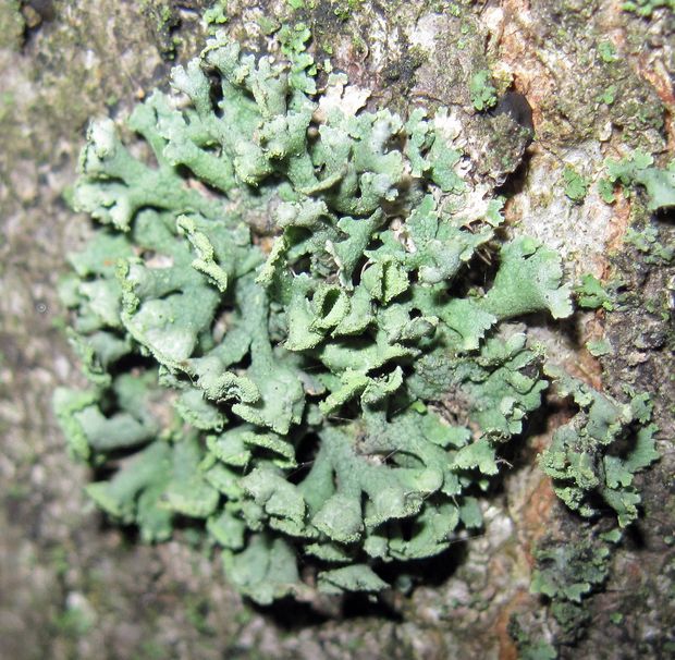 diskovka bublinatá Hypogymnia physodes (L.) Nyl.