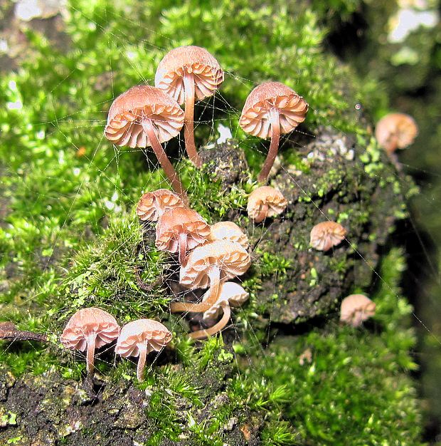 prilbička pomúčená Mycena meliigena (Berk. & Cooke) Sacc.