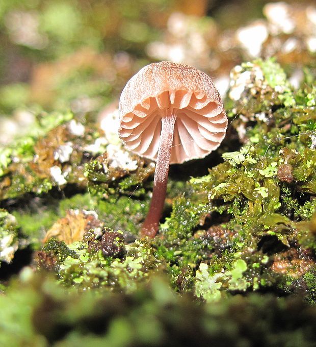 prilbička pomúčená Mycena meliigena (Berk. & Cooke) Sacc.