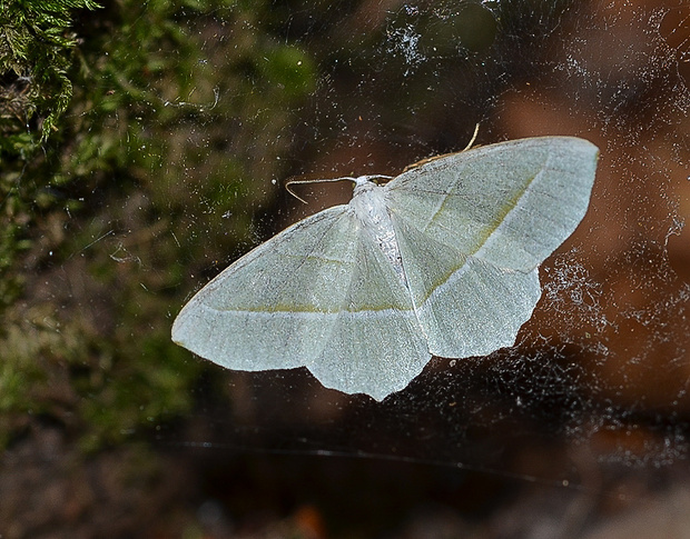 listnatka hrabová  Campaea margaritaria