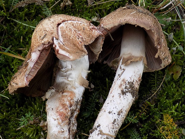 pečiarka krvavá Agaricus haemorrhoidarius Schulzer