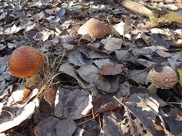 muchotrávka červená Amanita muscaria (L.) Lam.