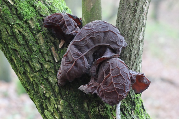 uchovec bazový Auricularia auricula-judae (Bull.) Quél.