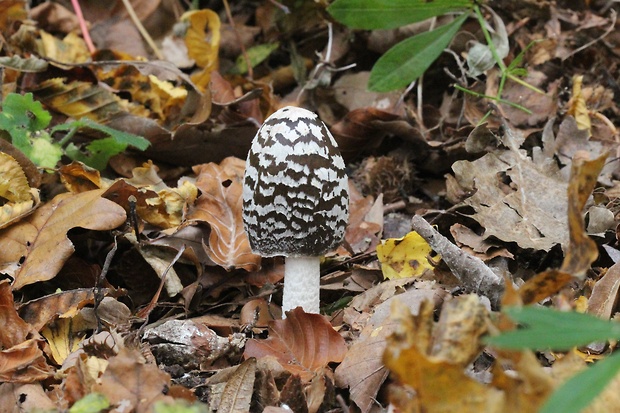 hnojník strakatý Coprinopsis picacea (Bull.) Redhead, Vilgalys & Moncalvo