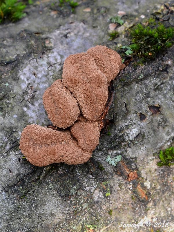 dutinovka otrubnatá Encoelia furfuracea (Roth) P. Karst.