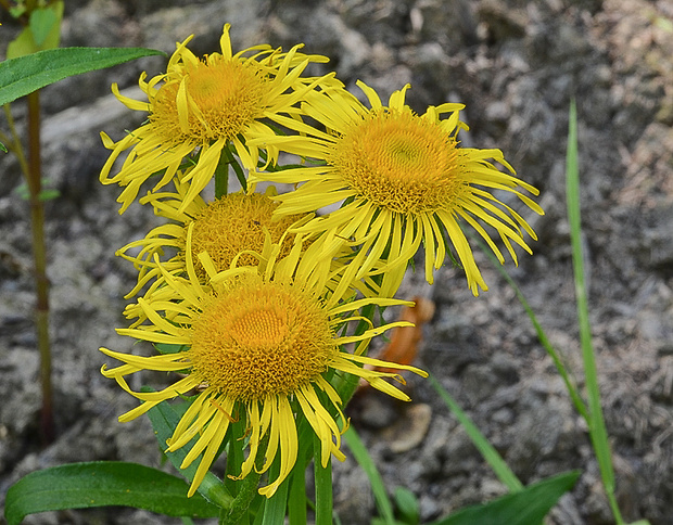 oman Inula sp.