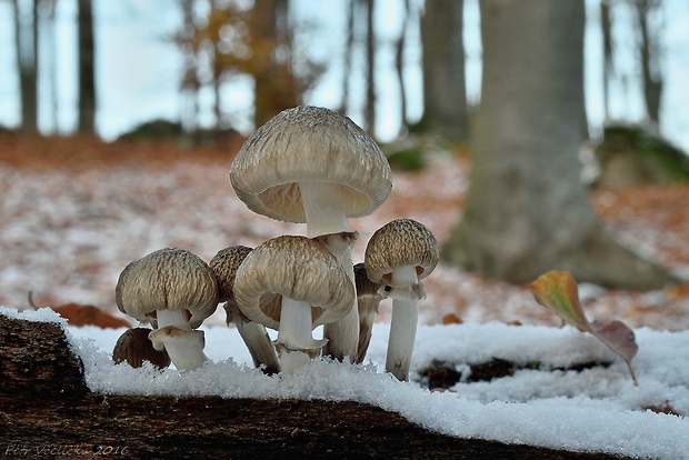 sliznačka obyčajná Mucidula mucida (Schrad.) Pat.