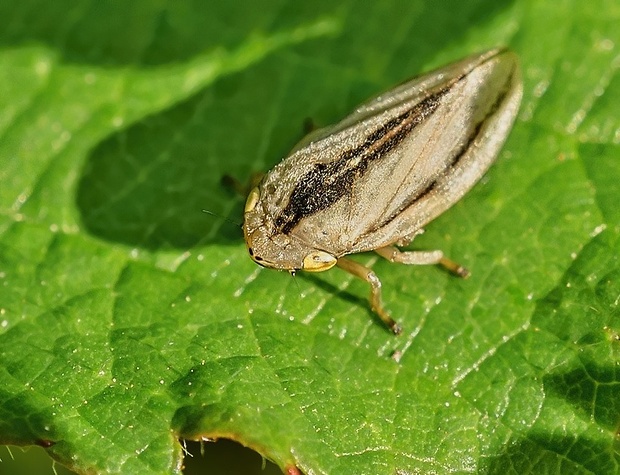 peniarka obyčajná Philaenus spumarius f. trilineata