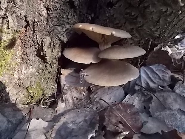 hliva ustricovitá Pleurotus ostreatus (Jacq.) P. Kumm.