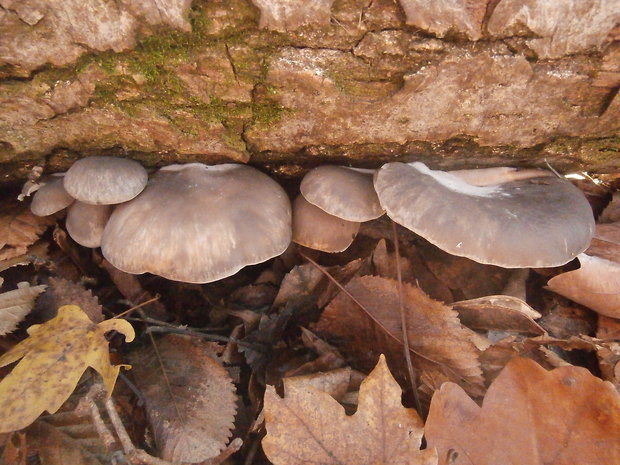 hliva ustricovitá Pleurotus ostreatus (Jacq.) P. Kumm.