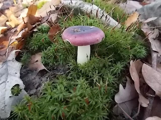 plávka Russula sp.