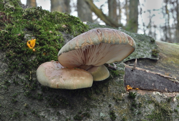 pňovka neskorá Sarcomyxa serotina (Pers.) P. Karst.