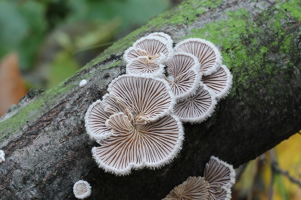 klanolupeňovka obyčajná Schizophyllum commune Fr.