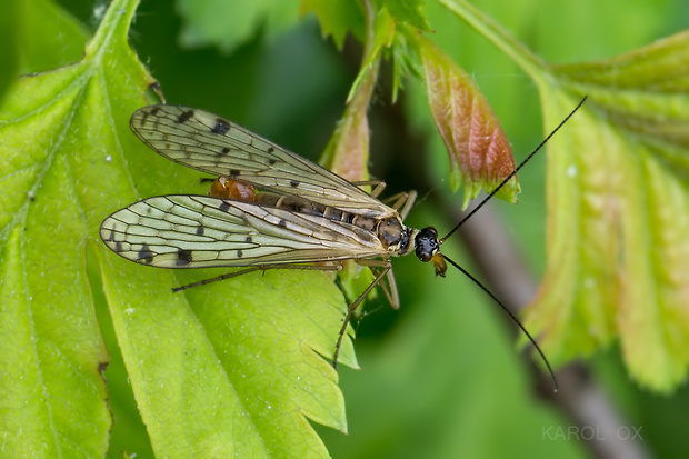 srpica Aulops alpina ♂