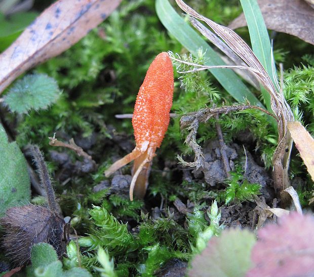 žezlovka hmyzová Cordyceps militaris (Fr.) Link