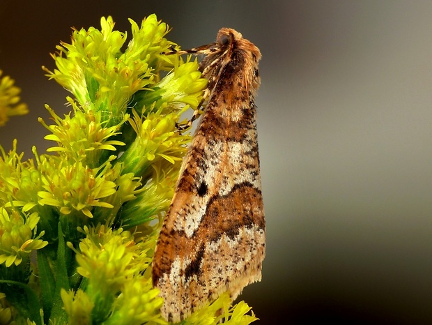 piadivka zimná (sk) / tmavoskvrnáč zhoubný (cz) Erannis defoliaria Clerck, 1759