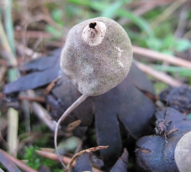 hviezdovka bradavičnatá Geastrum corollinum (Batsch) Hollós