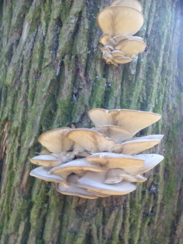 hliva ustricovitá Pleurotus ostreatus (Jacq.) P. Kumm.