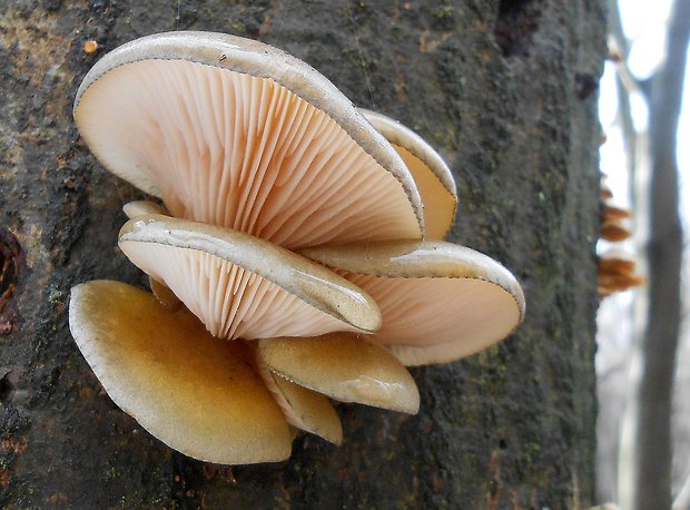 pňovka neskorá Sarcomyxa serotina (Pers.) P. Karst.