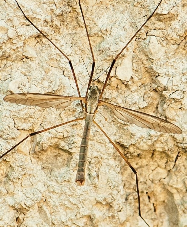 tipuľa ♂ Tipula oleracea Linnaeus, 1758