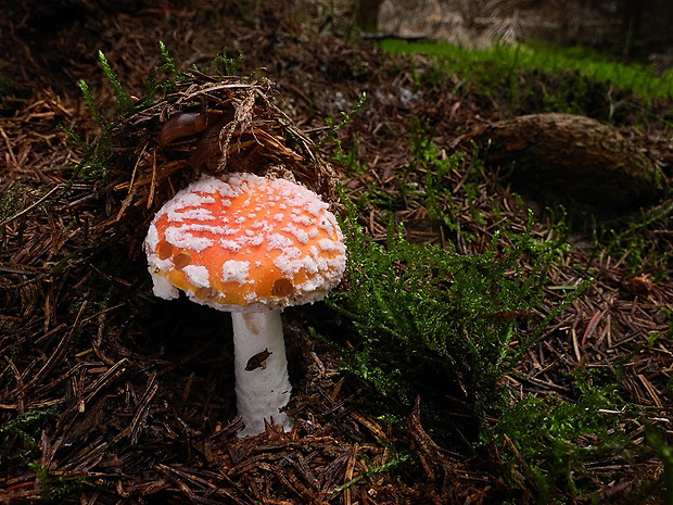 muchotrávka červená Amanita muscaria (L.) Lam.