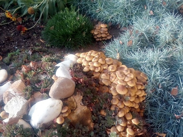 podpňovka Armillaria sp.