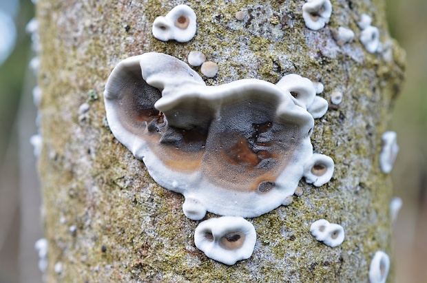 sivopórovka tmavá Bjerkandera adusta (Willd.) P. Karst.