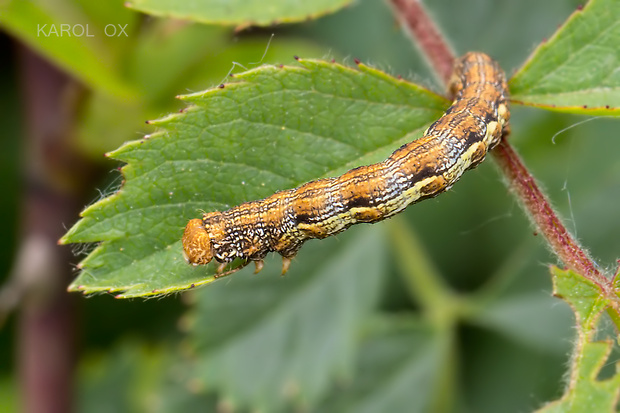 piadivka zimná Erannis defoliaria